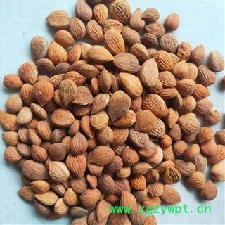 苦杏仁 苦杏仁选货 【康生堂】重在品质 产地 山东省图2