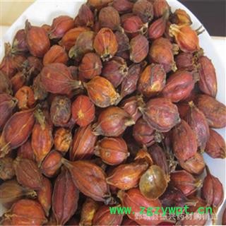 振兴中药材批发 产地直销江西栀子图4