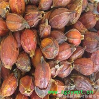 振兴中药材批发 产地直销江西栀子图3