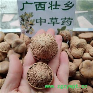 广西壮乡中草药 野生 风流果 龟头子 壮阳果 产地  广西柳州图3