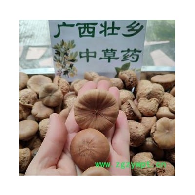 广西壮乡中草药 野生 风流果 龟头子 壮阳果 产地  广西柳州