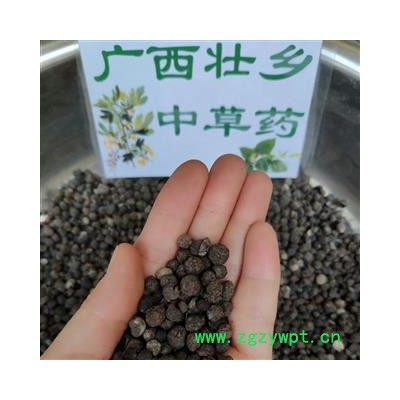 广西壮乡中草药 野生 正宗 干品 地下明珠 落地珍珠 一滴金丹 茅膏菜根 产地 广西 融水苗族自治县