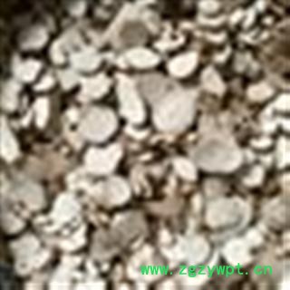 白芷 大选片 产地 山东省图2