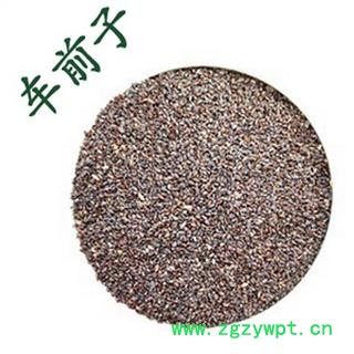 车前子 车前籽 1000克图2