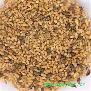 柏子仁 统货 产地 山东省图2