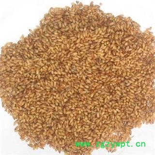 柏子仁 统货 产地 山东省图3