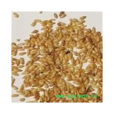 柏子仁 统货 产地 山东省