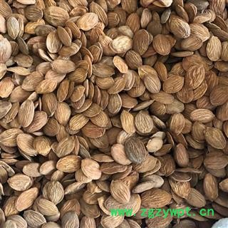 桃仁 选货 新货 纯干货 产地 山西省晋中市灵石县 娟子中药行 买好药找娟子图3