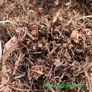 茜草 野生豫统 产地 河南省平顶山市汝州市图4