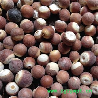 芡实 芡实1.0 精选大个 产地 广东省图2