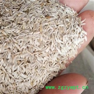 巨胜  白巨胜子 生菜子 莴苣子 莴苣籽 选货 产地 安徽省图2