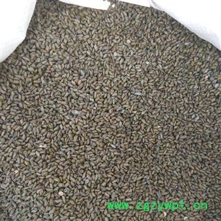 决明子 进口决明子统货 产地 海外图2