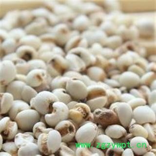 薏米 统装 薏苡仁 产地 贵州省图3