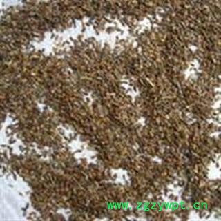 茺蔚子 选 益母草子 产地 河南省图3