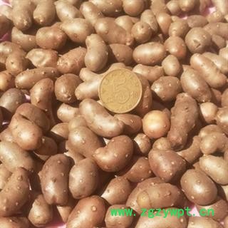 新辉药业优质新货山药 山药豆 山药蛋图2