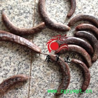 猪牙皂 个子 产地 山东省图3