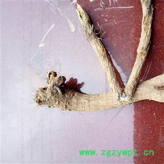 禹漏芦 野生漏芦 产地 河南省平顶山市汝州市图3