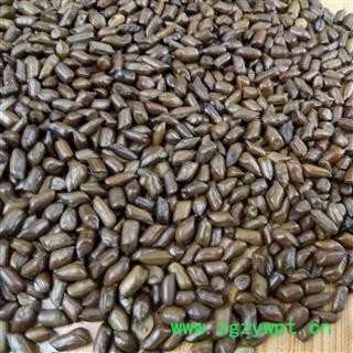 决明子 大粒决明子 精选决明子 产地 河南省图2