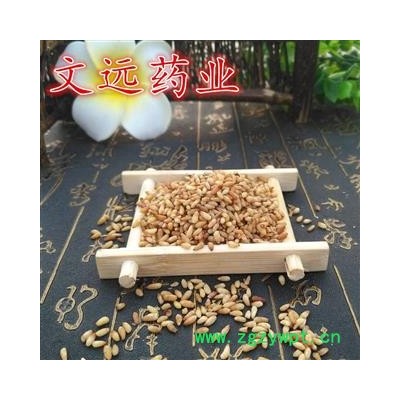 柏子仁 柏子仁精选货 无壳  产地 山东省淄博市市辖区