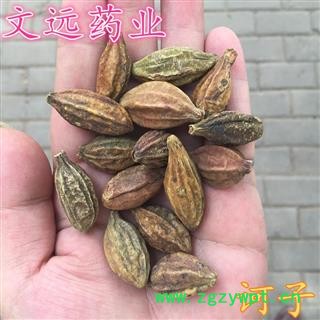 诃子 诃子 统个 产地 广西壮族自治区图2