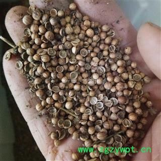 香菜子 胡荽子 统货 产地 安徽省图2
