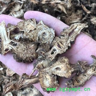 新辉药业独活 川独活图3