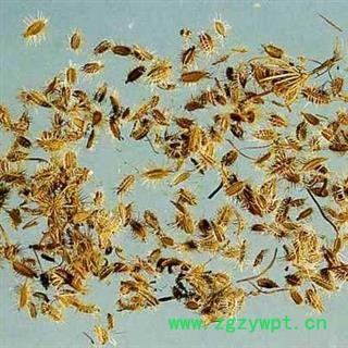 鹤虱 北鹤虱 南鹤虱 统 产地 内蒙古自治区图3