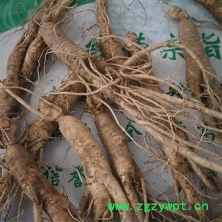 新辉药业长白山鲜参 鲜土参 煲汤泡酒图4