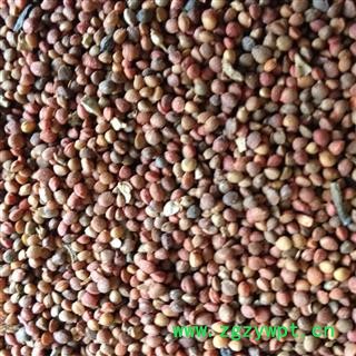 楮实子 统货 产地 辽宁省图3