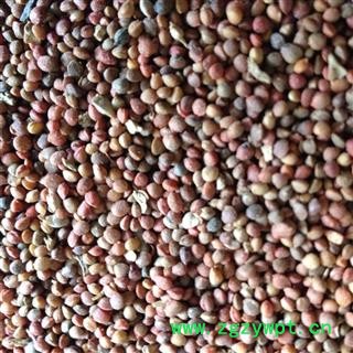 楮实子 统货 产地 辽宁省图2