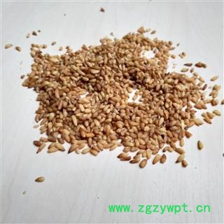 柏子仁 统货 有碎瓣 产地 山东省图2