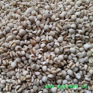 薏苡仁 薏米仁 98货 产地 贵州省图3