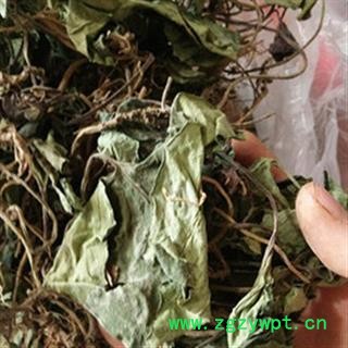 新辉药业细辛  辽细辛叶图2