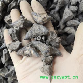 新辉药业铁菱角 四角菱 菱角 马甲子 雄虎刺 铁菱角图2