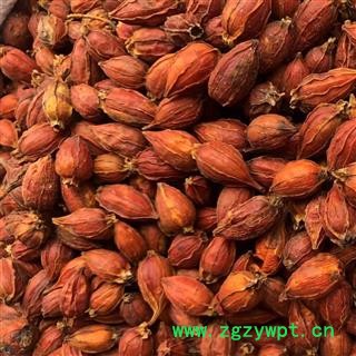 栀子 福建栀子 产地 福建省 买好药找娟子图2