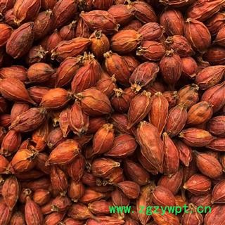 栀子 福建栀子 产地 福建省 买好药找娟子图3