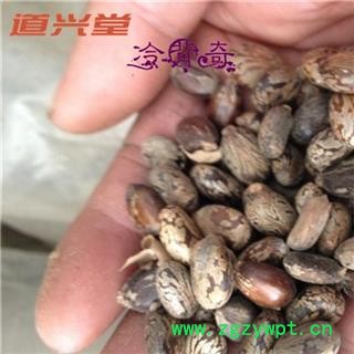 蓖麻子 蓖麻子统 产地 安徽省 批发各种冷背中草药个子图3