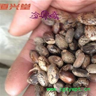 蓖麻子 蓖麻子统 产地 安徽省 批发各种冷背中草药个子图2