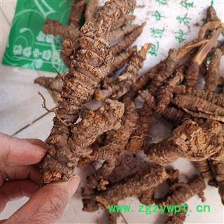 吉康药业羌活 选 蚕羌 蚕羌活个子 羌活 羌活 香羌活图3