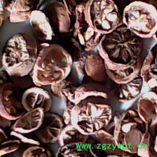 吉康药业铁篱寨、臭橘、枸橘李、臭杞枸橘枸橘果苦橘子野橙子臭枳子图2