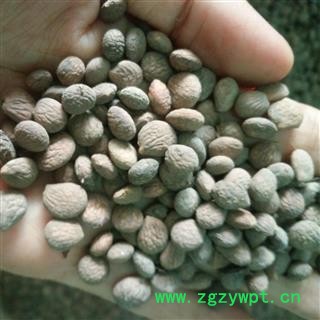 蕤仁 蕤仁统货  芮仁  产地 陕西省图2