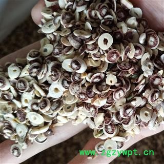 莲子 莲子冒 莲子尖  产地 山东省图2