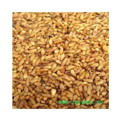 柏子仁 柏子仁精选货 产地 山东省