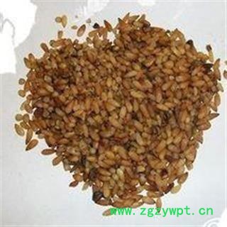 柏子仁 柏子仁精选货 产地 山东省图2