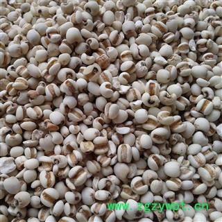 薏苡仁 薏米仁 精选头米 出口级别产地 贵州省图2