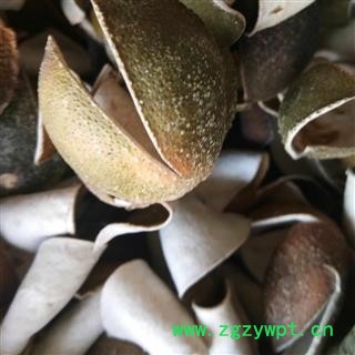 青皮 四花青皮绿色选个 产地 浙江省图3