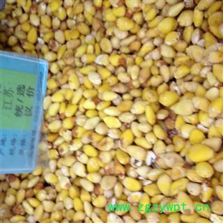 白果 白果仁 统 产地 安徽省安庆市郊区图2