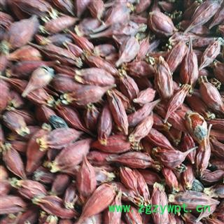 栀子 黄栀子 水栀子 福建大栀子 统货 产地 福建省图2