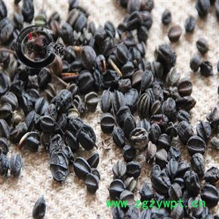 刺五加选货 刺老芽子 天然 刺五加籽产地黑龙江 药典标准 地道良药馆1000克直销图2