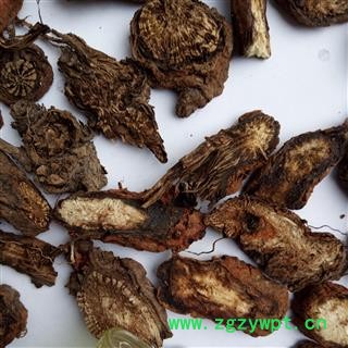 野生丹参 大片 产地 河南省平顶山市汝州市图4